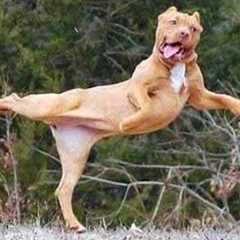 I would die laughing for these comedian dogs 😂 Funny Dog Videos