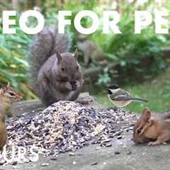 Backyard Bliss with Birds, Chipmunks and Squirrels - 10 Hour Cat TV for Pets 😺 - Aug 01, 2025