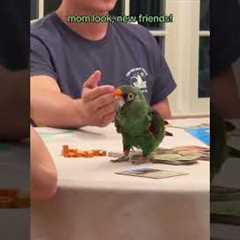 Parrot Joins Group Playing Board Games at Table