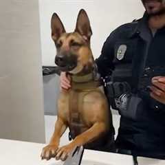 I Need a Police Dog For Protection But Got a Comedian 😂 Funny Belgian Malinois Dog Videos