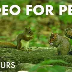 Saturday Morning Cartoons for Pets - 10 Hour Forest Friends Edition - Aug 02, 2025