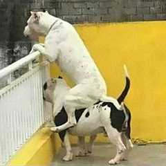 When You Own a Dog With 1000 IQ 😲 Funniest Dogs Video 2025!