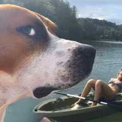 I Wasn't Prepared For The Dog Comedy 😁 Funny Dog Videos 2025