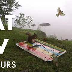 A Misty Morning on the Lake with Chipmunks and Squirrels - 10 Hour Cat TV for Pets - Aug 03, 2025