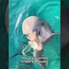 Dolphin Helps Retriever Litter