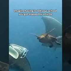 Sea Turtle Slaps Manta Ray