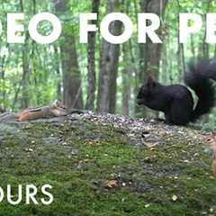 Birds, Squirrels and Forest Friends in Harmony - 10 Hour Video for Pets and People - Aug 04, 2025