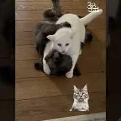 Cats VS. Dogs VS. Judgy Cat 😈