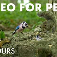 Chipmunks, Squirrels and Birds in the Forest - 10 Hour Cat TV for Pets to Watch 😺 - Aug 05, 2025
