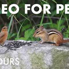 Relaxing Video for Pets and People - Squirrels, Chipmunks and Birds in the forest - Aug 06, 2025