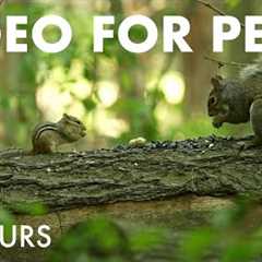 Chipmunks, Squirrels and Forest Friends in Harmony - 10 Hour Cat TV for Pets 😺 - Aug 08, 2025