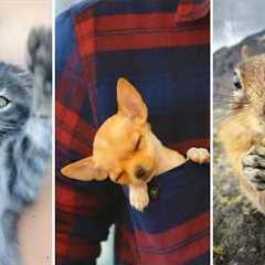 Cute And Tiny Animals 😍 | 1 Hour Of Small Animals!