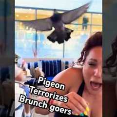 Pigeon Terrorizes People At Brunch! 💥