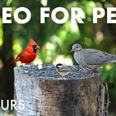 Backyard Bliss with Beautiful Birds and Squirrels - 10 Hour Cat TV for Pets to Watch - Aug 09, 2025