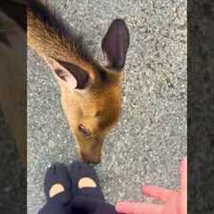 Real recognizes real! 😤🦌🤣 #Deer #Fawn #Shoes
