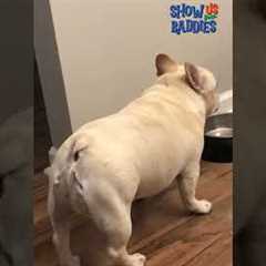 These pets are serving pure DRAMA! #Baddies #FunnyAnimals #BravoTV