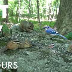 Squirrels, Chipmunks and Forest Friends - 10 Hour Cat TV for Pets 😺 - Aug 11, 2025