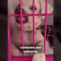 Giving Your Dog Their Own Comfy Cot with Crate Training | Pet Pointers ft. @southenddogtraining1