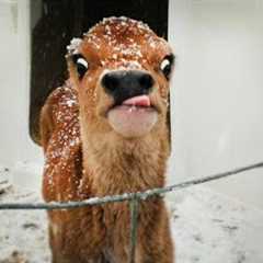 Funniest ANIMALS Videos 2025 will make you Roll On The Floor Laughing 🤣