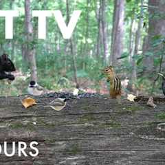 Relaxing Video for Pets and People - 10 hours of Animals in the Forest - Aug 12, 2025