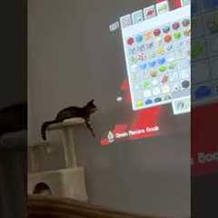 Do a flip! 💥🐈🤣🖱️ #Cat #Funny #Computer
