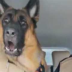 When 'Brave' Police Dog’s First Time At The Vet 😁 Funny Dog Videos 2025