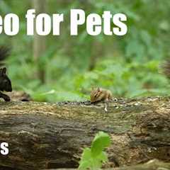 Black Squirrels, Chipmunks and Forest Friends in Harmony - 10 hour Cat TV for Pets - Aug 13, 2025