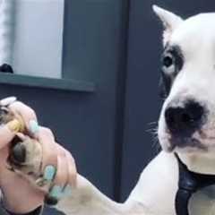 Dogs Being Comedy Who Deserve an Oscar 😁 Funniest ANIMAL Videos
