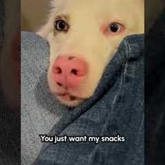 Woman Accuses Dog Of Using Her For Snacks. The dog's reaction is hilarious!