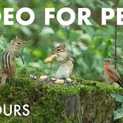 Birds, Squirrels and Chipmunks in a Canadian Forest - 10 Hour Cat TV for Pets 😺 - Aug 14, 2025