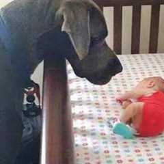 Dog Couldn't Wait To Meet His Baby Sister For The First Time