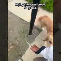 🎶 I ain't the sharpest tool in the shed! 🎶 #Dogs #Funny #Puppy