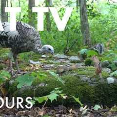Wild Turkeys, Chipmunks, Squirrels and Forest Friends - 10 Hour Cat TV for Pets - Aug 15, 2025