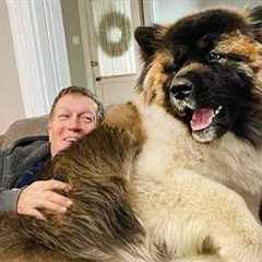 When your Dog steals your house but Wins your heart!😅 Cute Dog and Human Videos