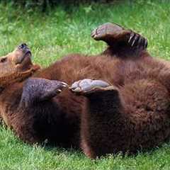HILARIOUS Bears Being Silly Make You Laugh Hard 😁 Funniest ANIMAL Videos