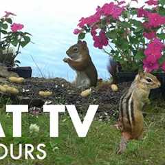 Sunday Morning Brunch for Lakeside Squirrels and Chipmunks - Cat TV for Pets 😺 - Aug 17, 2025