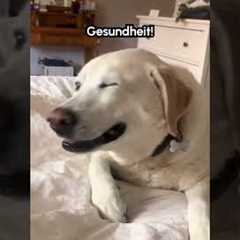 Dog Has Hilarious And Adorable Sneeze!