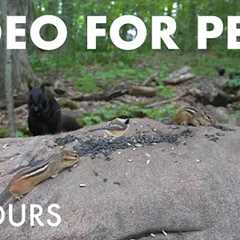 Black Squirrels, Chipmunks and Animals in the Forest - 10 Hour Cat TV for Pets 😺 - Aug 18, 2025