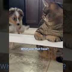 Puppy Reacts To Meeting Cat For First Time