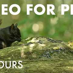 Chipmunks, Squirrels and Forest Friends in Harmony - 10 Hour Cat TV for Pets 😺 - Aug 20, 2025