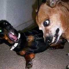 I dare you not to LAUGH at these Silliest DOGS 😁 Funny Animals Videos 2025