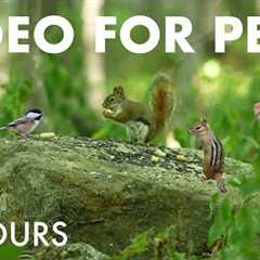 Red Squirrels, Blue Jays, Chipmunks and Forest Animals - 10 Hour Cat TV for Pets - Aug 21, 2025