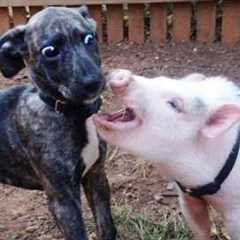 Unexpected Laugh with these Animals 🤣 Funny Animal Videos 2025