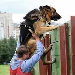 When Police Dogs Forget They’re on Duty 😂 Funny Dog Videos