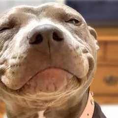 GUILTY Dog smiles when he's caught! 😂 BEST New Pet Videos