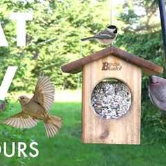 Backyard Bliss with Birds, Squirrels and More - 10 Hour Cat TV for Pets 😺 - Aug 23, 2025