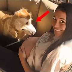 When your dog first feels the baby in your pregnant belly 🥰