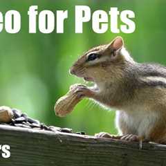 Sunday Morning Brunch for Forest Squirrels and Chipmunks - 10 hour Cat TV for Pets - Aug 24, 2025