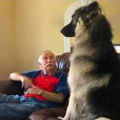 Dogs Being Proud to Be Part of the Family 😁 Funny Dog & Human Videos