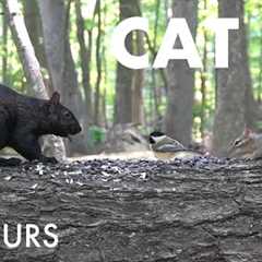 Chipmunks, Black Squirrels and Forest Friends - 10 Hour Cat TV for Pets to Watch - Aug 25, 2025